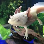Libby Volk - @a_weirdo1045 - Instagram