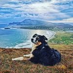 Libby Wilson - @dogloversdonegal - Instagram