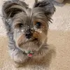 Libby 🐾 - @libbyyorkiedog - TikTok