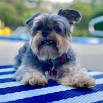 Libby Gallaher ☆ - @libbyyorkiedog - Instagram