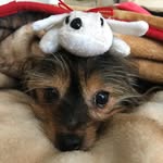 LIBBY - @libby.yorkie - Instagram