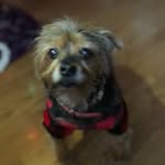 Libby - @libbyyorkie - Instagram