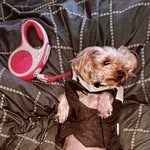Útulkaček Libby a její nový život - @libby_yorkshire - Instagram