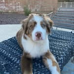 Schmidt - @schmidtwithextraliberty - Instagram