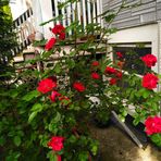 Librada Camacho - Facebook