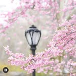 Lidia Aviles Larios - @home.of.lidia - Instagram
