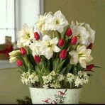 Lidia Coman - Facebook