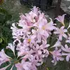 Lidia Iacob - @lidia.iacob7 - TikTok