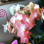 Lidia Iacoboni - @lidiaiacoboni35 - Instagram