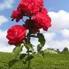 lidiarodas80 - @lidiarodas80 - TikTok