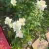 Lidia Sotelo - @lidia.sotelo.7 - TikTok