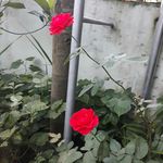 Liem Dao Thanh - @liem_dao_thanh - Instagram