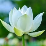 Liem Vuong - @liem.vuong.1 - Instagram