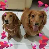 Lien Chong - @lien.cheng - TikTok