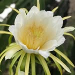 Lien Lai - @huynhlien60187 - Instagram