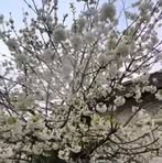 Mạc Liên - Facebook