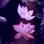 Lien Tran - @nghieplientran - Instagram