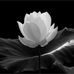 Liên Vọng - Facebook
