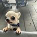 Lil’Mickey - Facebook