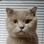 𝓑𝓔𝓝𝓙𝓐𝓜İ𝓝 - @benjaminlilacat - Instagram