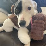 Lila - @lilaboothedog - Instagram