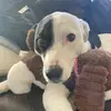 Lilaboothedog18 - @lilaboothedog - TikTok