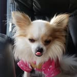 Lilabootheloveydog - @lilabootheloveydog - Instagram