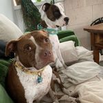 Bruce and Lila - @theadventuresofbruceandlila - Instagram