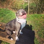Bruce - @bruceandlila - Instagram