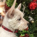 Lila Collier Westie - @lilacollierwestie406 - Instagram