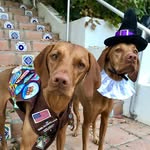Lila & Coya🐾 - @lila_coya - Instagram