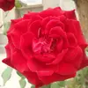 LilaDeleon915 - @liladeleon915 - TikTok