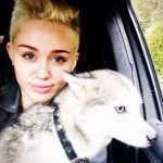 Miley&Liam's puppies - @lilafloydziggypiggymjhappy - Instagram