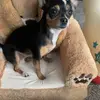 Lila Guzman - @lila_pollo - TikTok