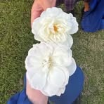 Layla Hatch - Facebook