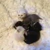 lilah heck - @lilah.heck - TikTok