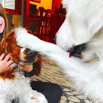 2 fun doggos - @lila.and.higgins - Instagram