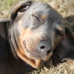 @lilalong_thesausage_dog - Instagram