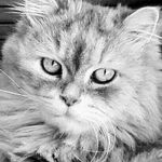 Lila Petersen - @lila.la.gata - Instagram