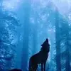 lila_i_saba - @lila_i_saba - TikTok