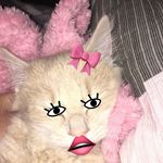 Terris Lila Saunders - @terris_the_cat.2018 - Instagram
