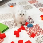 kedi severler - @scottishfold.lila.silver - Instagram