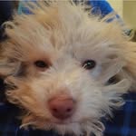 Lila and Snowy - @lila_snowy - Instagram