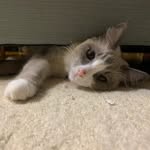 Lila - @lila.snowshoe - Instagram