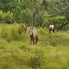 Centro_ecuestre_dos_rios - @lilathacker - TikTok