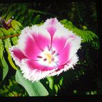 Lila Vang - Facebook