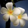 Lilawadee_ - @lilawadee__ - TikTok