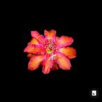 Lilah Smith - Facebook