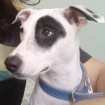 Lila Wolf - @lila.pet.wolf - Instagram