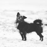 Lila Wolf & Nala - @lila_wolf_and_nala - Instagram